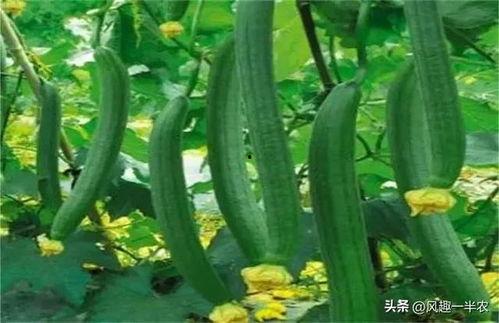 新鲜兰瓜中间有点黑可以吃吗,新鲜兰瓜中间黑点可食用揭秘