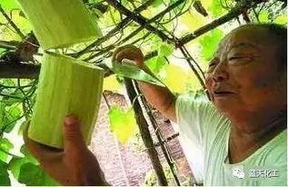 黑砍瓜可以吃生的吗,生食之谜，安全还是冒险？
