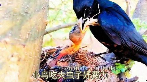 黑守瓜能给鸟吃吗图片大全,鸟类餐桌上的美味佳肴