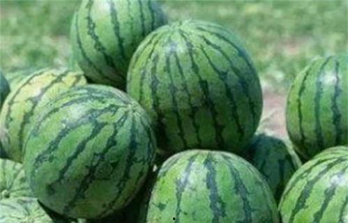 瓜农今日吃瓜网红黑料,今日吃瓜事件引发热议