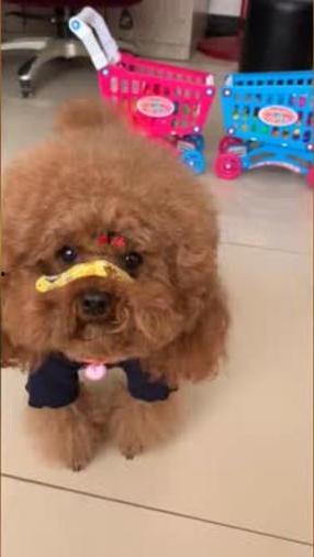 黑泰迪可以吃哈密瓜吗,哈密瓜的适宜性探讨