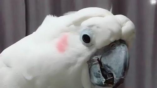 鹦鹉吃黑瓜子好还是白瓜,鹦鹉偏爱的美味之谜