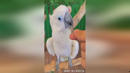 鹦鹉吃黑瓜子好还是白瓜,鹦鹉偏爱的美味之谜