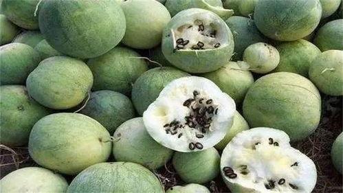 黑瓜里面的籽怎么吃的呢,黑瓜籽的多样食用方法揭秘