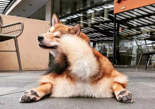 黑柴吃瓜噎着了怎么回事,揭秘宠物饮食安全常识